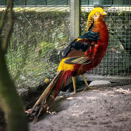 祖尔克朗旅馆 酒店 巴特科尼希